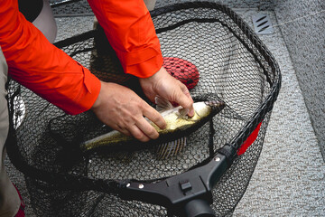 Freshwater zander fish know as sander lucioperca just taken from the water on black fishing net....