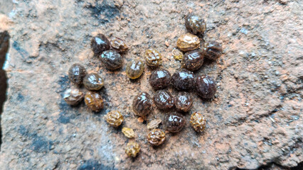Close-up of castor seeds on textured rock surface, showing natural texture and unique pattern in outdoor lighting environment