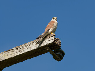 Nankeen Kestrel (Falco cenchroides) perched high on a timber post with blue-sky background.