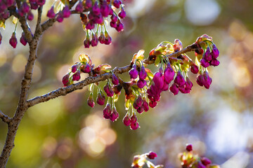 ハツミヨザクラのつぼみ