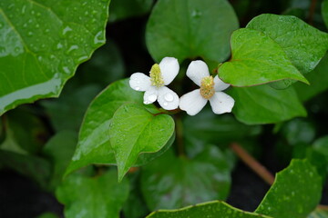 雨の下で咲く花