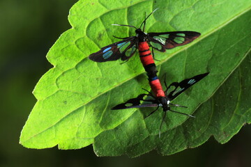 Mating Clear-winged Tiger Moth or  Fouquet's Wasp Moth (Caeneressa fouqueti) on the leaf ,THAILAND 
