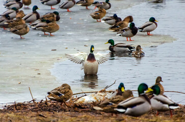 A flock of mallard ducks gathers near a frozen lake during early spring. Mallard ducks gather near melting ice, lively scene, low angle, lakeside, social wildlife moment, peaceful yet active nature 