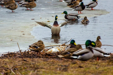 A flock of mallard ducks gathers near a frozen lake during early spring. Mallard ducks gather near melting ice, lively scene, low angle, lakeside, social wildlife moment, peaceful yet active nature 