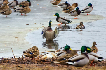 A flock of mallard ducks gathers near a frozen lake during early spring. Mallard ducks gather near melting ice, lively scene, low angle, lakeside, social wildlife moment, peaceful yet active nature 