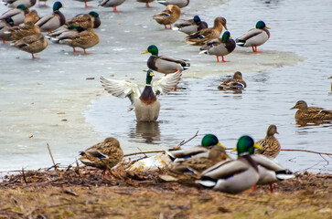 A flock of mallard ducks gathers near a frozen lake during early spring. Mallard ducks gather near melting ice, lively scene, low angle, lakeside, social wildlife moment, peaceful yet active nature 