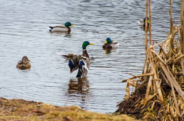 A flock of mallard ducks gathers near a frozen lake during early spring. Mallard ducks gather near melting ice, lively scene, low angle, lakeside, social wildlife moment, peaceful yet active nature 