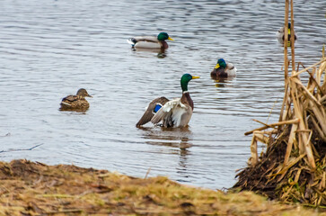 A flock of mallard ducks gathers near a frozen lake during early spring. Mallard ducks gather near...
