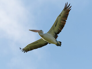 Australian Pelican (Pelecanus conspicillatus) in flight with blue sky and clouds in background.
