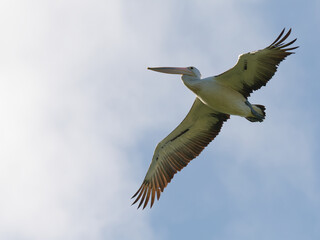 Australian Pelican (Pelecanus conspicillatus) in flight with blue sky and clouds in background.