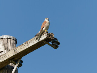 Nankeen Kestrel (Falco cenchroides) perched high on a timber post with blue-sky background.