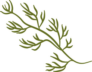 A fresh green rosemary plant branch with leaves on a white background, vector illustration of a healthy garden herb or spice