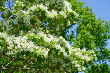 ヒトツバタゴ（別名ナンジャモンジャの木）の花が咲く