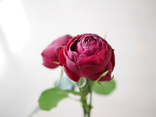 光に向かうバラの花