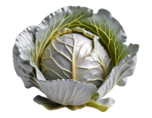 Realistic Cabbage Head with Green and Grey Leaves Isolated on Transparent Background