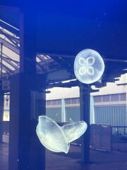 ミズクラゲの水槽に反射する駅のホーム