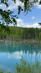 Japan shirogane blue pond in the forest with Blue Sky and Green Trees
