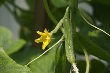 A vibrant cucumber plant displays a young fruit next to its bright yellow blossom.
