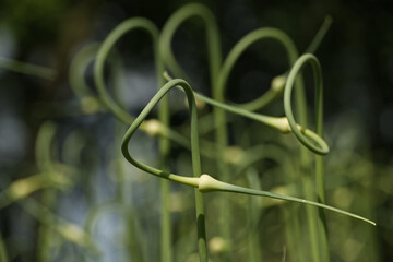 A close-up shot of garlic scapes displaying their elegant, looping forms in a serene setting.