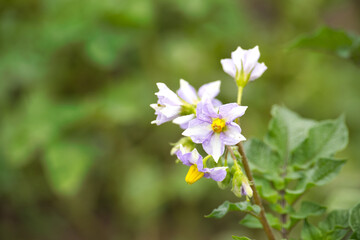 Delicate potato flowers showcase vibrant colors in a serene, natural setting.
