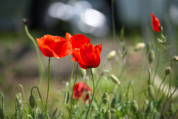 Vivid Red Poppies Blooming in the Sunlit Meadow with Green Stems