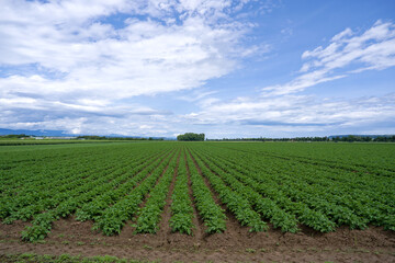 Scenic view of agriculture landscape with diminishing perspective of potato field at Swiss city of Payerne on a cloudy spring day. Photo taken June 6th, 2025, Payerne, Switzerland.