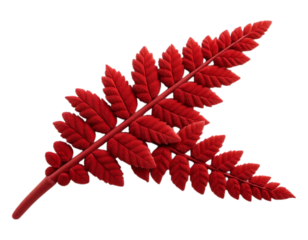 Red Fern Leaf Isolated on Transparent Background