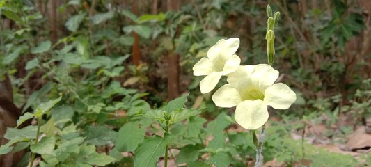 first spring flowers in forest