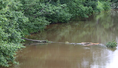 A tree that was knocked down by a hurricane is lying in the river