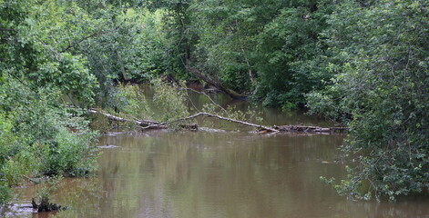 A tree that was knocked down by a hurricane is lying in the river