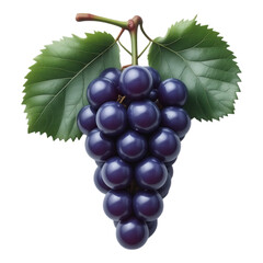 Fototapeta premium Ripe Bunch of Dark Blue Grapes with Green Leaves