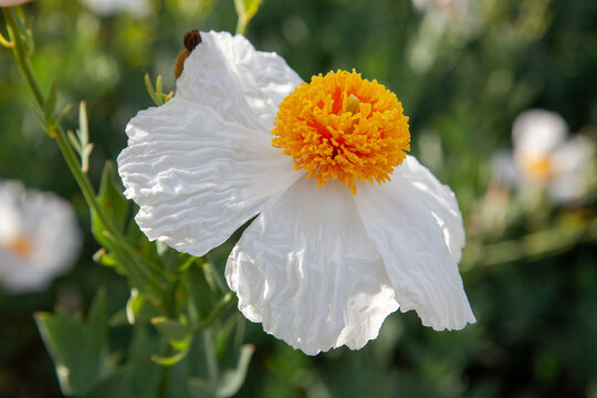 Close macro view of a blooming Matilija Poppy flowe with details of texture