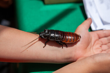 Closeup of a Madagascar hissing cockroach crawling on a child's arm during an educational or science exhibit, highlighting insect texture and human interaction.