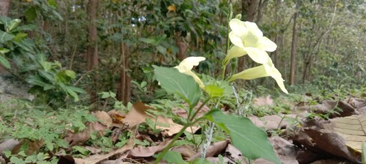 yellow flowers with full leaves in the forest 