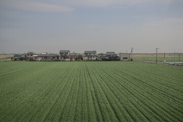 March 28 2025 Expansive Green Agricultural Field Beneath a Clear Sky