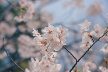 March 28 2025 Cherry Blossoms Blooming on Tree Branch in Springtime, Japan