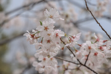 March 28 2025 Cherry Blossoms Blooming on Tree Branch in Springtime, Japan