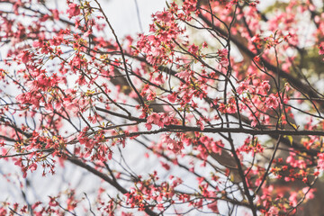 March 28 2025 Branching Cherry Blossoms in Full Bloom During Springtime, Japan