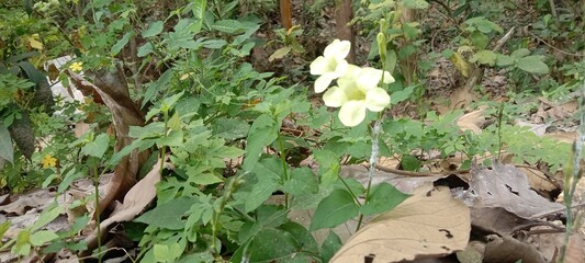 wild flowers in the forest