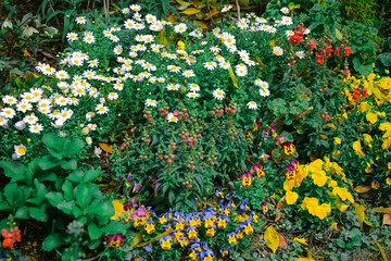 March 28 2025 Flower Garden with Orange, Purple, and Yellow Blossoms
