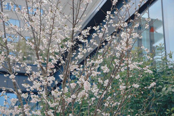 March 28 2025 Blooming White Cherry Blossoms on a Tree Branch