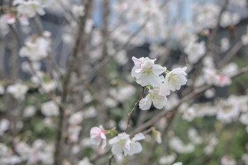 March 28 2025 Blooming White Cherry Blossoms on a Tree Branch