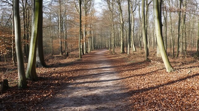 Sunlit path winds through a leaf-strewn forest, tall, slender trees lining a sandy trail.  Sunlight filters through the branches creating dappled shadows