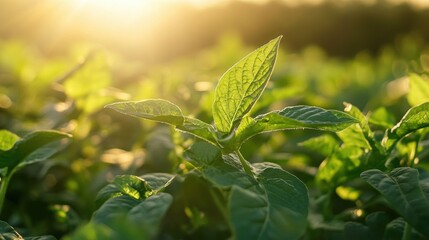 Fresh Green Plant Leaves with Sunlight in Natural Farm Setting