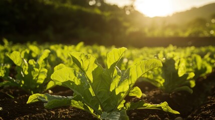 Fresh Green Lettuce Leaves in Sunlit Organic Vegetable Garden