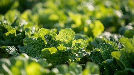 Fresh Green Lettuce Growing in Vibrant Sunlight on a Farm Field