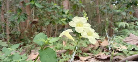 spring flowers in the forest