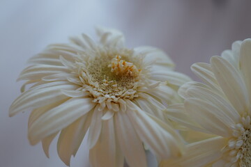 ガーベラの花飾り