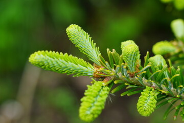 モミの木の若葉ー５月