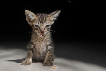Hungry Kitten Meowing in Dramatic Light